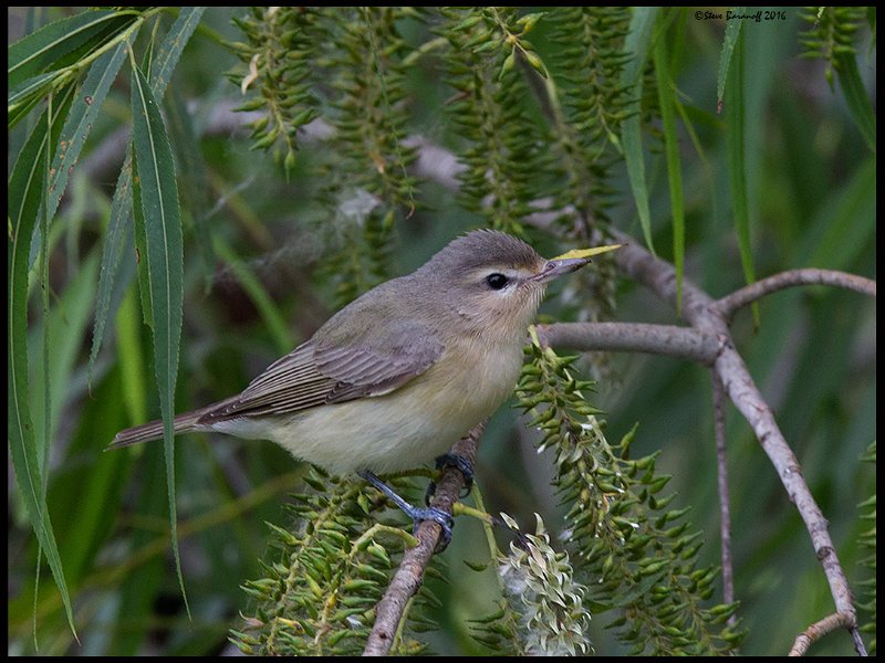 _6SB0814 warbling vireo.jpg